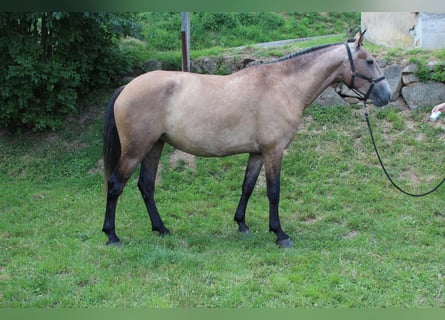 Lusitanien, Jument, 6 Ans, 157 cm, Gris (bai-dun)