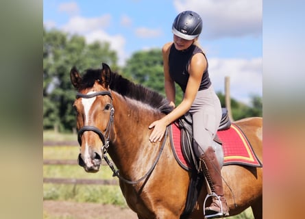 Lusitanien, Jument, 6 Ans, 162 cm, Bai