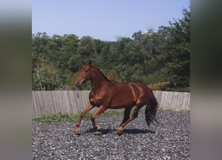 Lusitanien Croisé, Jument, 6 Ans, 163 cm, Alezan cuivré