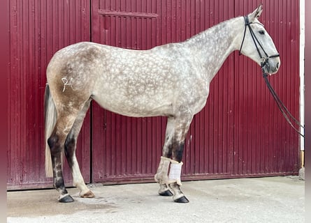 Lusitanien, Jument, 6 Ans, 165 cm, Gris