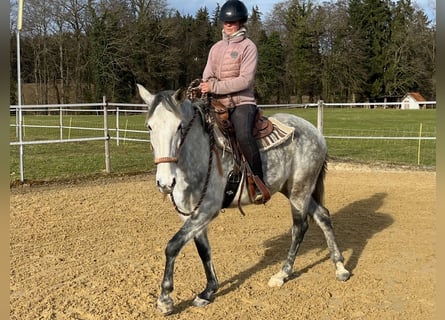 Lusitanien, Jument, 6 Ans, Gris pommelé