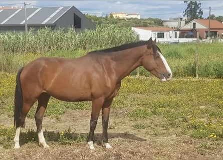 Lusitanien, Jument, 7 Ans, 152 cm, Bai