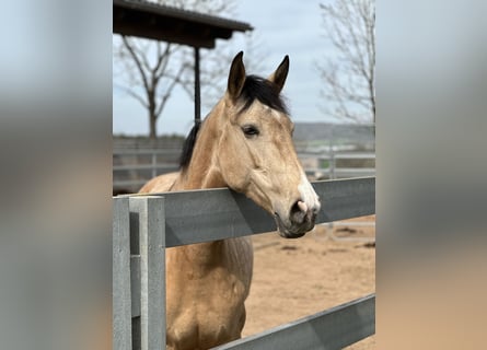 Lusitanien, Jument, 7 Ans, 165 cm, Isabelle
