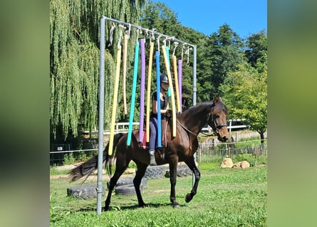 Lusitanien, Jument, 8 Ans, 152 cm, Bai