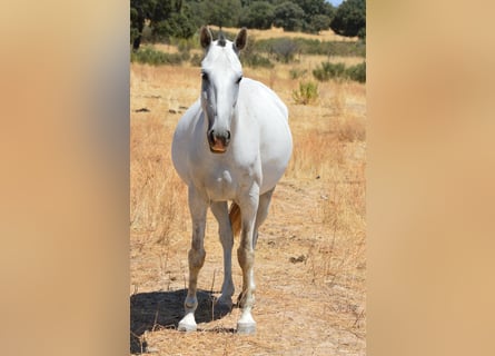 Lusitanien, Jument, 8 Ans, 160 cm, Gris