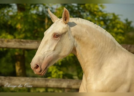 Lusitanien, Jument, 8 Ans, 160 cm, Palomino