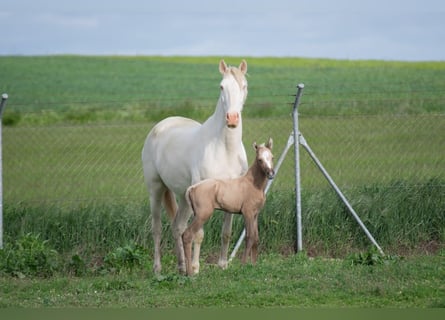 Lusitanien, Jument, 9 Ans, 160 cm, Perlino