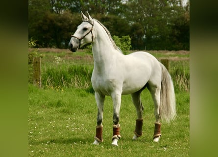 Lusitano, Castrone, 10 Anni, 163 cm, Grigio