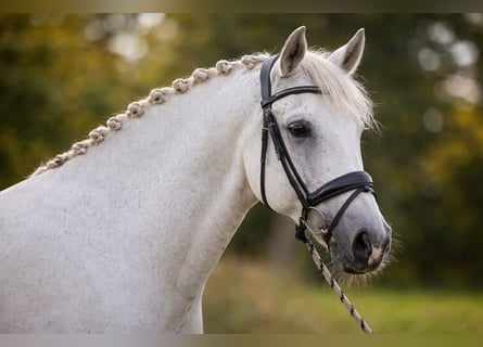 Lusitano, Castrone, 10 Anni, 164 cm, Grigio