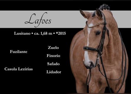 Lusitano, Castrone, 10 Anni, 168 cm, Pelle di daino