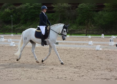 Lusitano, Castrone, 11 Anni, 162 cm, Grigio