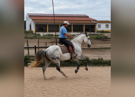 Lusitano, Castrone, 11 Anni, 165 cm, Grigio
