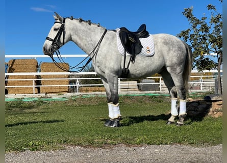 Lusitano, Castrone, 13 Anni, 157 cm, Grigio