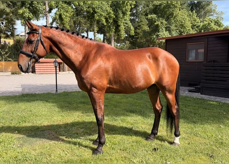 Lusitano, Castrone, 13 Anni, 163 cm, Baio