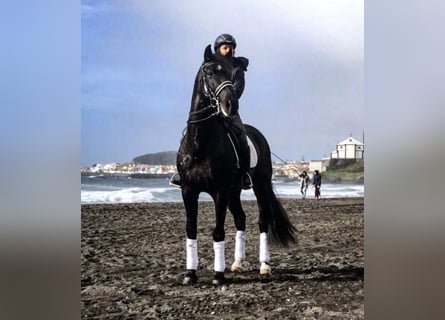 Lusitano, Castrone, 13 Anni, 165 cm, Morello