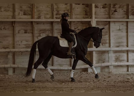 Lusitano, Castrone, 13 Anni, 176 cm, Morello