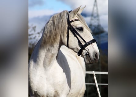 Lusitano, Castrone, 15 Anni, 155 cm, Grigio