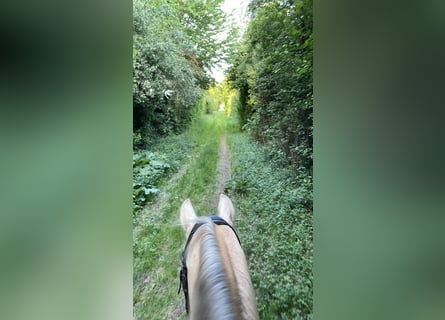 Lusitano, Castrone, 15 Anni, 158 cm, Palomino