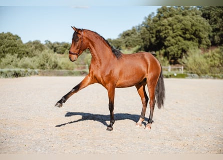 Lusitano, Castrone, 2 Anni