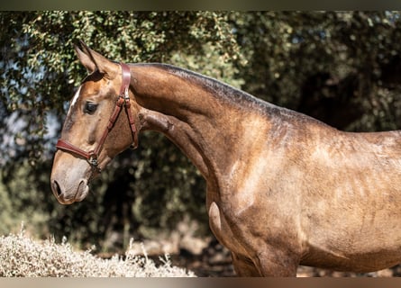 Lusitano, Castrone, 2 Anni, Grigio rossastro