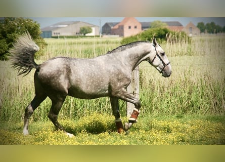 Lusitano, Castrone, 3 Anni, 158 cm, Grigio