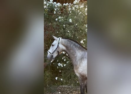 Lusitano, Castrone, 3 Anni, 161 cm, Grigio