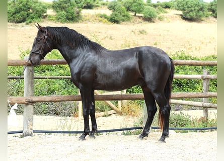 Lusitano, Castrone, 3 Anni, 165 cm, Morello