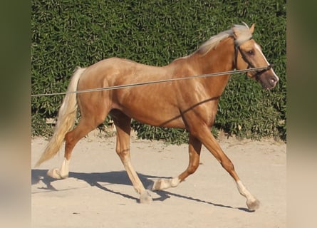 Lusitano Mix, Castrone, 3 Anni