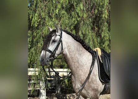 Lusitano, Castrone, 4 Anni, 157 cm, Grigio pezzato