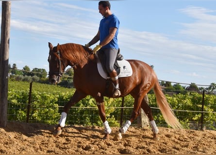 Lusitano, Castrone, 4 Anni, 157 cm, Sauro