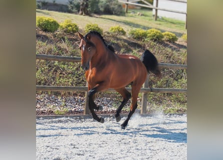 Lusitano, Castrone, 4 Anni, 158 cm, Baio