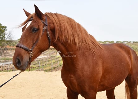 Lusitano, Castrone, 4 Anni, 158 cm, Sauro