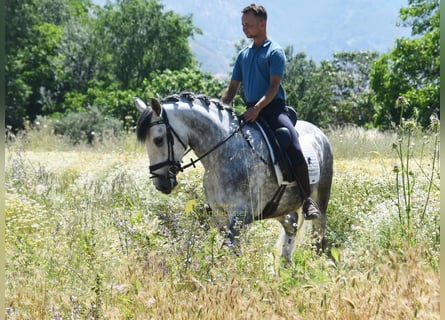 Lusitano, Castrone, 4 Anni, 160 cm, Grigio
