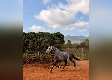 Lusitano, Castrone, 4 Anni, 160 cm, Grigio pezzato