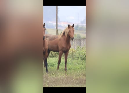 Lusitano, Castrone, 4 Anni, 160 cm, Sauro