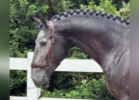 Lusitano Mix, Castrone, 4 Anni, 165 cm, Grigio