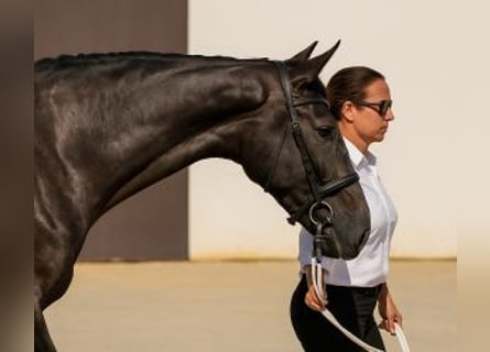 Lusitano Mix, Castrone, 4 Anni, 165 cm, Grigio