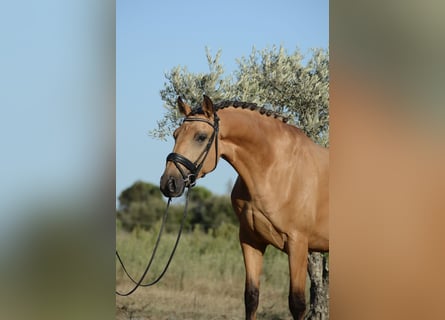 Lusitano, Castrone, 4 Anni, 165 cm, Pelle di daino