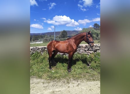 Lusitano, Castrone, 4 Anni, 166 cm, Baio