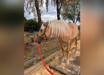Lusitano, Castrone, 4 Anni, 166 cm, Palomino
