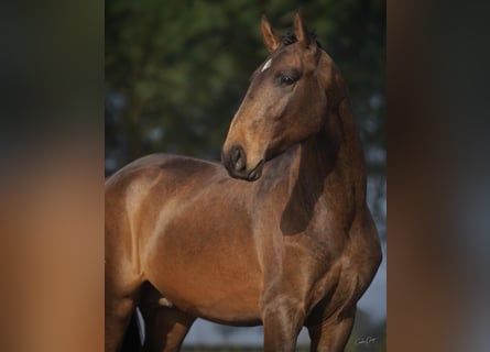 Lusitano, Castrone, 4 Anni, 166 cm, Pelle di daino