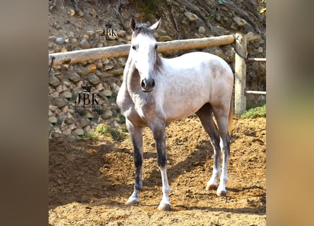 Lusitano Mix, Castrone, 4 Anni, Grigio