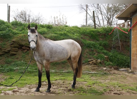 Lusitano, Castrone, 5 Anni, 147 cm, Grigio pezzato