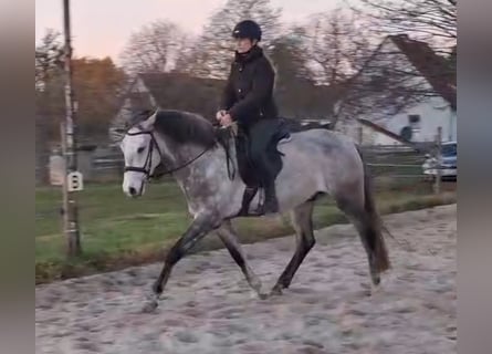 Lusitano, Castrone, 5 Anni, 157 cm, Grigio