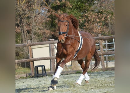 Lusitano, Castrone, 5 Anni, 163 cm, Sauro