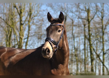Lusitano, Castrone, 5 Anni, 164 cm, Pelle di daino