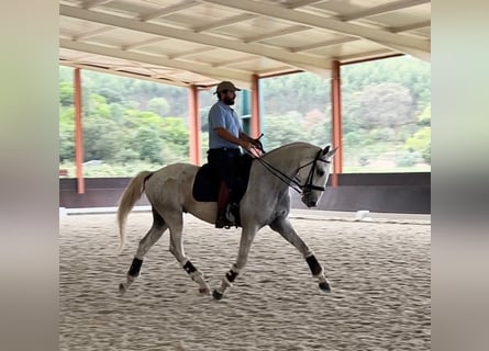 Lusitano, Castrone, 5 Anni, 165 cm, Grigio