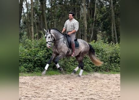 Lusitano, Castrone, 5 Anni, 165 cm, Grigio