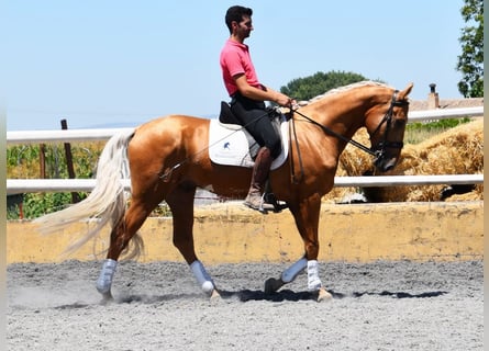 Lusitano, Castrone, 5 Anni, 167 cm, Palomino