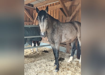 Lusitano Mix, Castrone, 5 Anni, 168 cm, Falbo